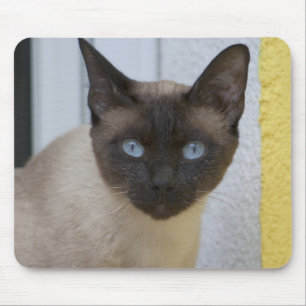 Mousepad Gato Siamês Belo Ponto de Selo