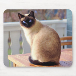 Mousepad Gato siamês lindo com olhos azuis