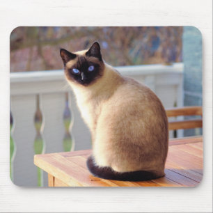 Mousepad Gato Siamese, esteira do rato dos olhos azuis