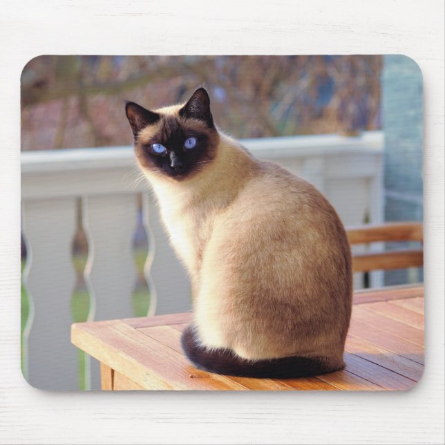Mousepad Gato Siamese, esteira do rato dos olhos azuis (Frente)