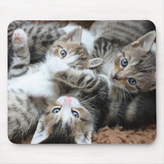 Mousepad gatos, animais de estimação, ressaca (Frente)