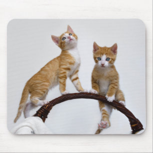 Mousepad Gatos Bons Gatinhos Engraçados Foto Engraçada De