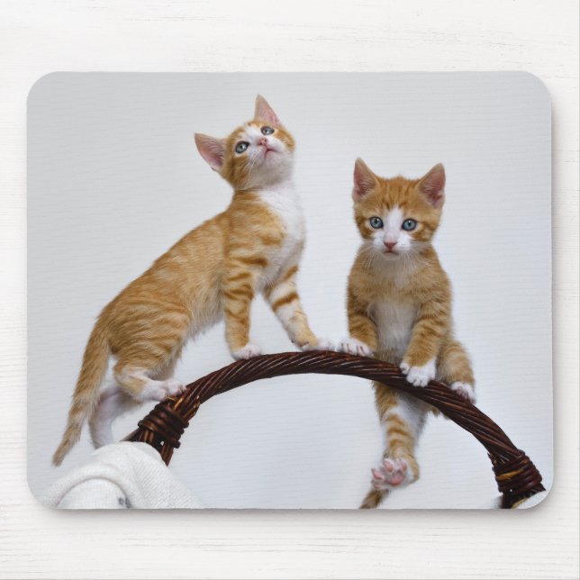 Mousepad Gatos Bons Gatinhos Engraçados Foto Engraçada De G (Frente)