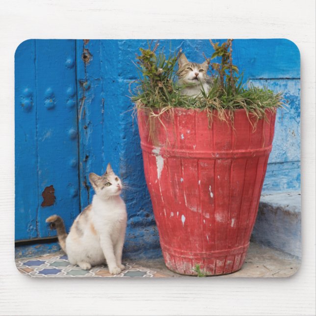 Mousepad Gatos brincando, Rabat, Marrocos (Frente)