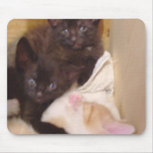 Mousepad Gatos De Medula 38