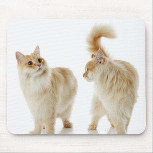 Mousepad Gatos de Munchkin