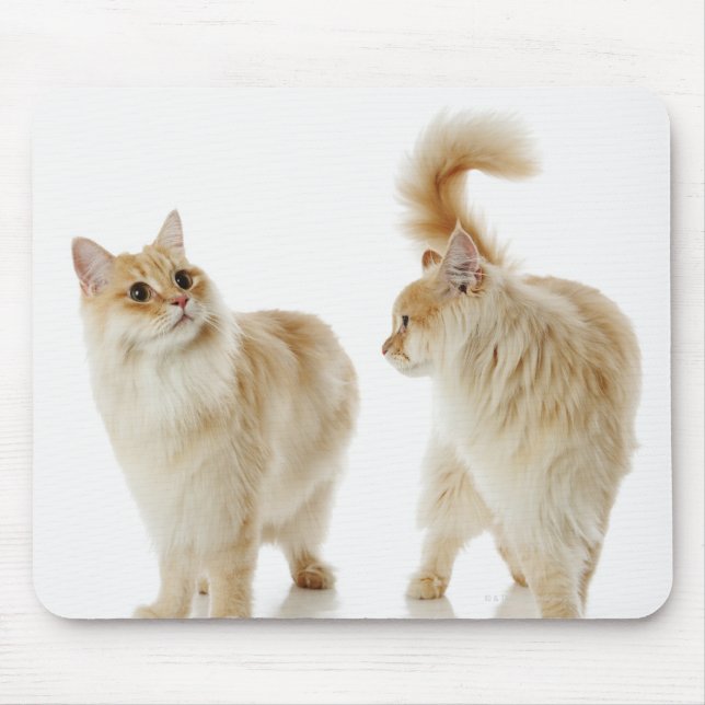 Mousepad Gatos de Munchkin (Frente)