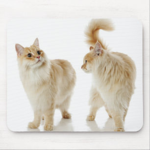 Mousepad Gatos de Munchkin