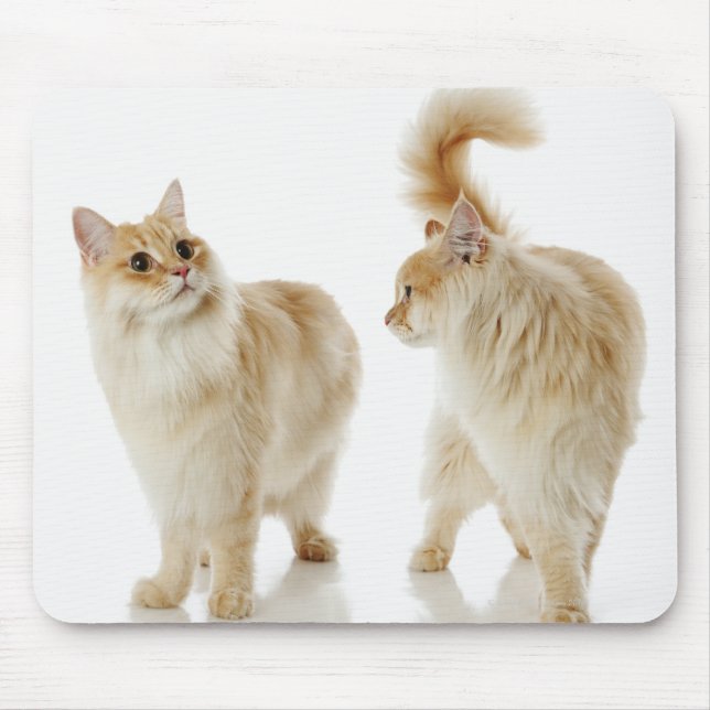 Mousepad Gatos de Munchkin (Frente)