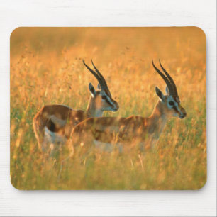 Mousepad Gazela de Thomson (Gazella Thomsonii) ao Amanhecer