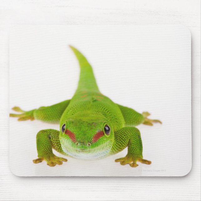 Mousepad Gecko do dia de Madagáscar (Phelsuma madagascarien (Frente)
