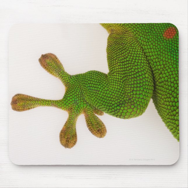 Mousepad Gecko do dia de Madagáscar (Phelsuma madagascarien (Frente)