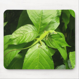 Mousepad Geco