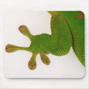 Mousepad Geco do dia de Madagascar (madagascariensis 2 de