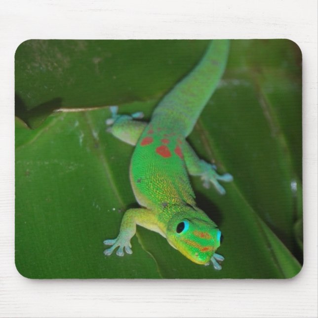 Mousepad Geco verde em Havaí (Frente)