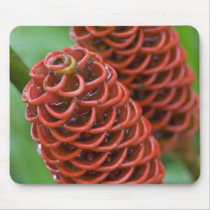 Mousepad Gengibre Colmeia, Zingiber spectabile),