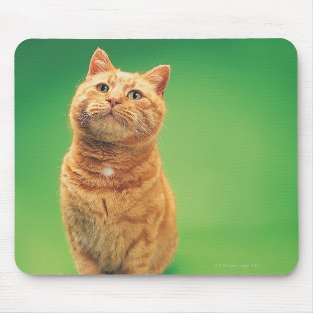 Mousepad Gengibre sentado, olhando para cima (Frente)