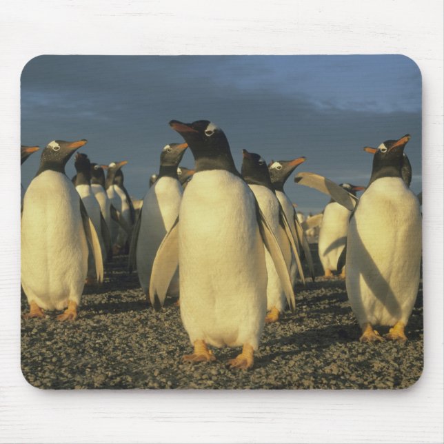 Mousepad Gentoo Penguins, (Pygoscelis papua), Falkland (Frente)