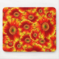 Gerbera Daisies Amarelo e Laranja