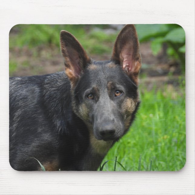 Mousepad German shepherd azul (Frente)