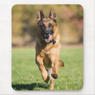 Mousepad German shepherd em execução