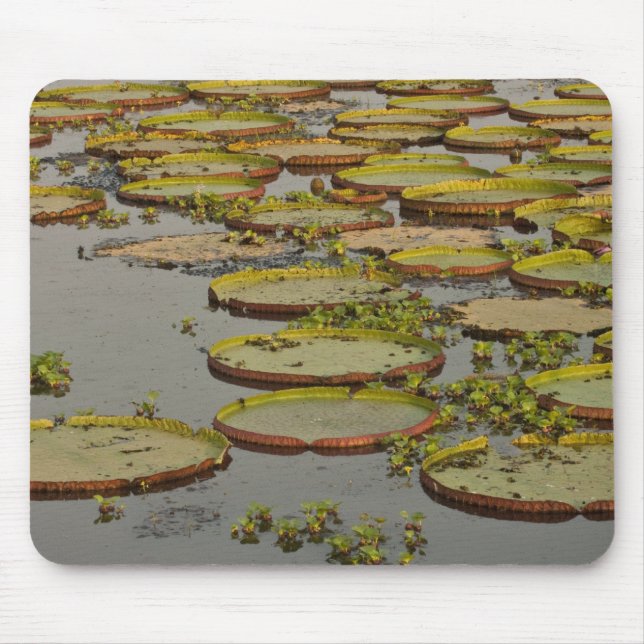 Mousepad Giant ou Victoria Lílias Victoria amazonica, (Frente)