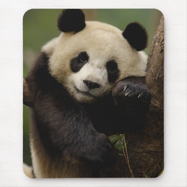 Mousepad Giant panda Ailuropoda melanoleuca) Família (Frente)