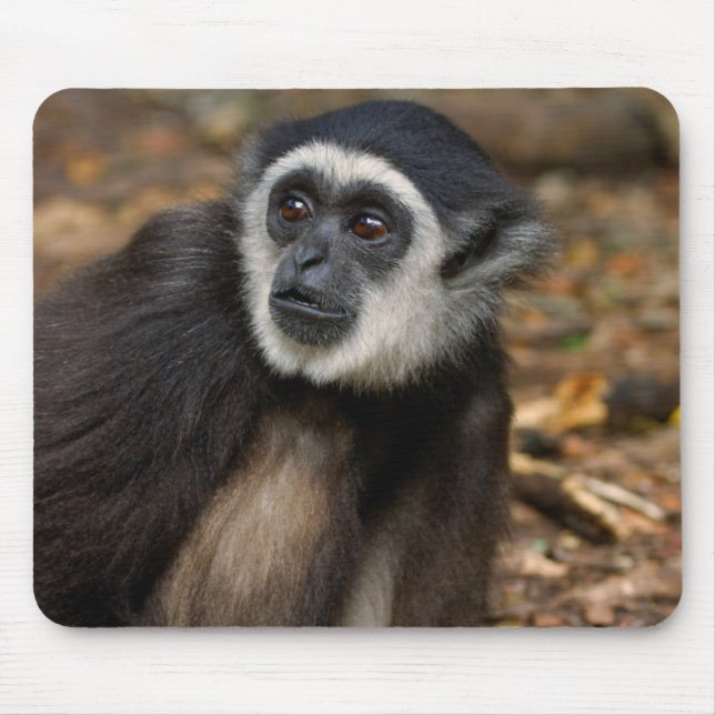 Mousepad Gibão de Mão Branca (Hylobates Lar), Monkeyland (Frente)