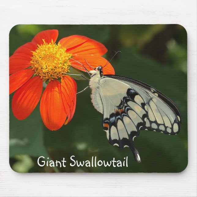 Mousepad gigante de Swallowtail (Frente)