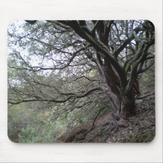 Mousepad Gilroy Hot Springs - árvore do manzanita -