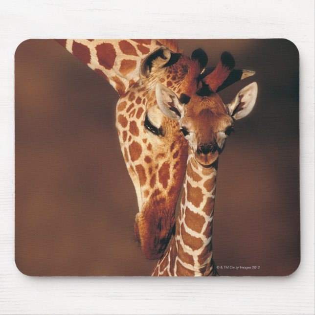 Mousepad Girafa adulta com vitelo (Girafa camelopardalis) (Frente)