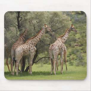 Mousepad Girafa, camelopardalis do Giraffa, Kgalagadi 2