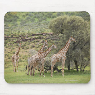 Mousepad Girafa, camelopardalis do Giraffa, Kgalagadi 3