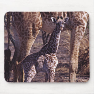 Mousepad Girafa do bebê e mãe, Tanzânia