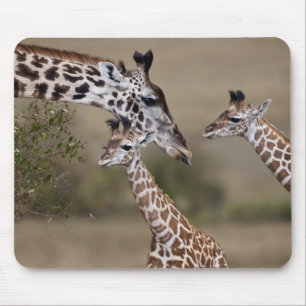 Mousepad Girafa Masai (Giraffa tippelskirchi)