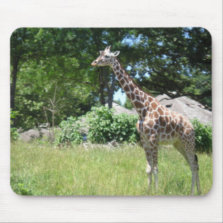 Mousepad Girafa no selvagem