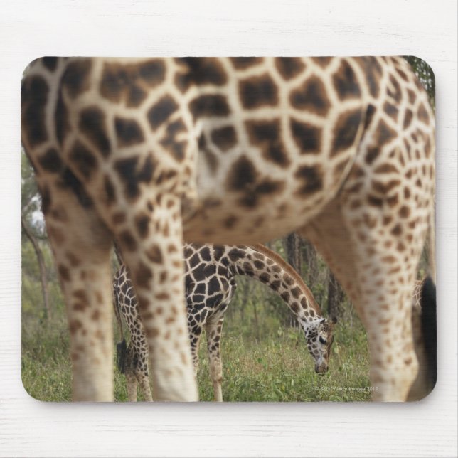 Mousepad Girafas 2 (Frente)