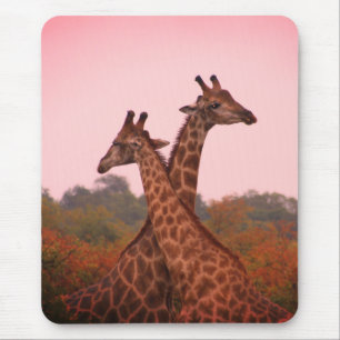 Mousepad Girafas em pé em mopani com céu rosa