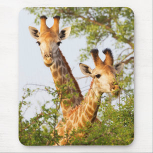 Mousepad Girafas Espiando Acima da Vegetação
