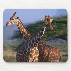 Mousepad Girafas majestosos