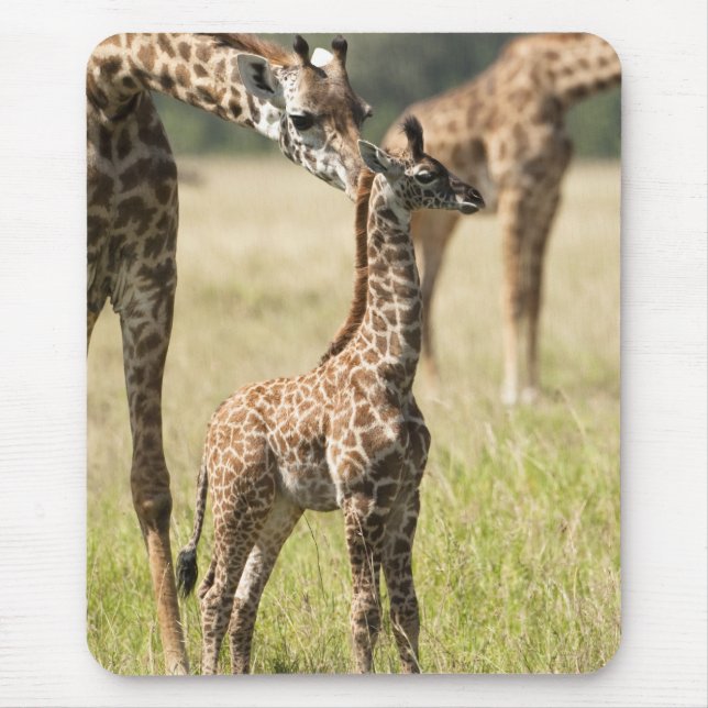 Mousepad girafas Masai, Giraffa camelopardalis 2 (Frente)