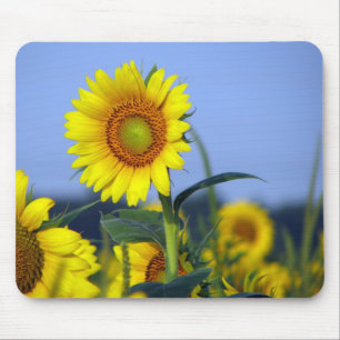 Mousepad Girassóis