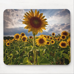 Mousepad Girassóis