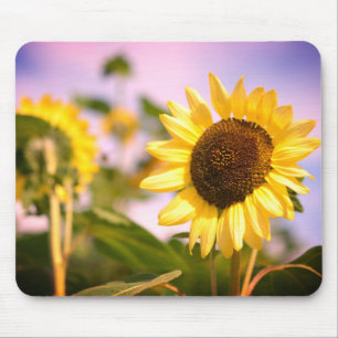 Mousepad Girassóis no Jardim Botânico Wisley RHS
