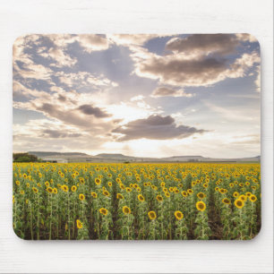 Mousepad Girassóis no por do sol