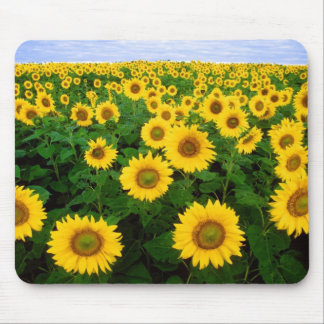 Mousepad Girassóis para sempre