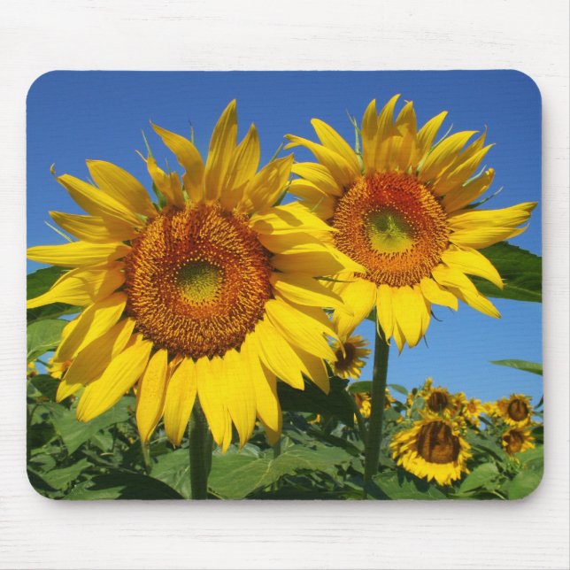 Mousepad Girassóis, tapete do rato (Frente)