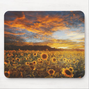 Mousepad GirassóisCampo