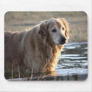 Mousepad Golden retriever na água