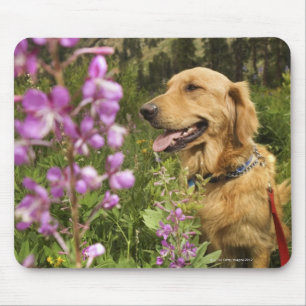 Mousepad Golden retriever no campo